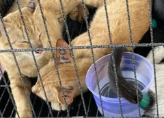 Cae en Vietnam una red dedicada a la comercialización de carne de felino: 400 gatos fueron rescatados